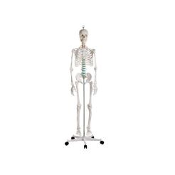 Pełnowymiarowy szkielet anatomiczny człowieka 178 cm