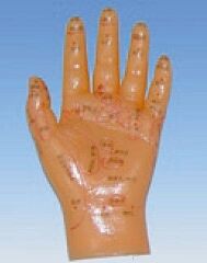 Model dłoni do nauki masażu (skala 1:1)