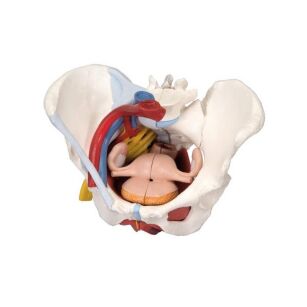 Model miednicy kobiety z narządami, więzadłami, naczyniami, nerwami - 6 części