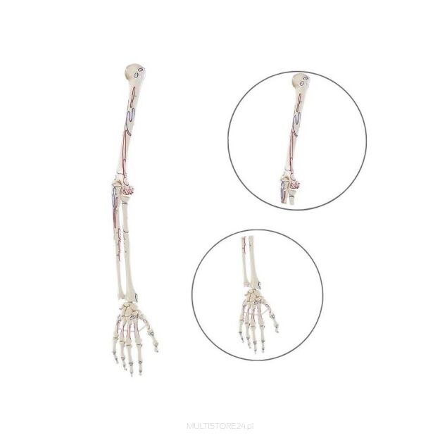 Model kończyny górnej człowieka z przyczepami mięśni