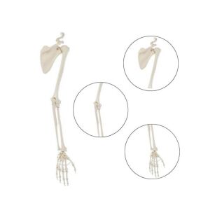 Model kończyny górnej człowieka z elastyczną obręczą barkową