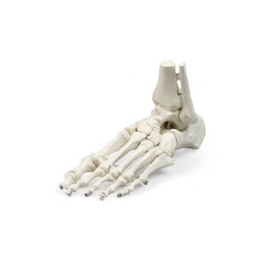 Elastyczny model stopy z fragmentami kości podudzia