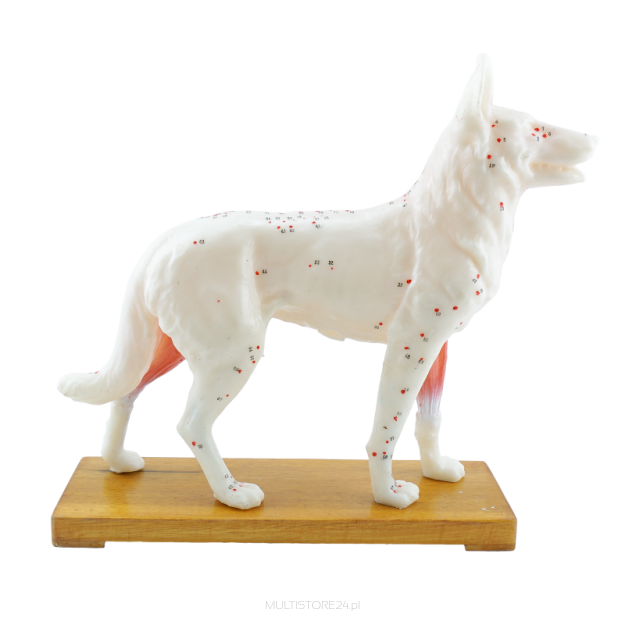 Model akupunkturowy psa - 34 cm 