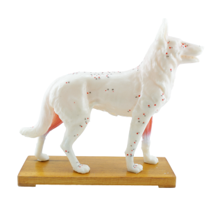 Model akupunkturowy psa - 34 cm 