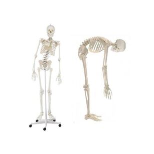 Elastyczny szkielet człowieka z ruchomym kręgosłupem - 176 cm