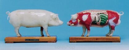 Model zwierząt - świnia (24x12x6cm)