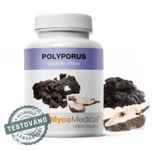 Polyporus w optymalnym stężeniu - MycoMedica
