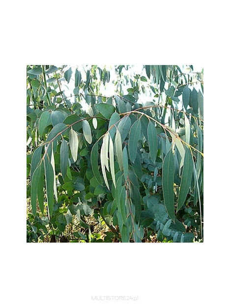 Eukaliptus 10 g BIO