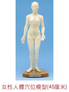 Model człowieka - kobieta (45cm)