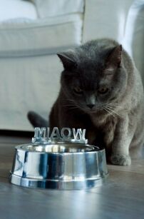 Miska dla kota Miaow śr. 18x9.5 cm srebrna