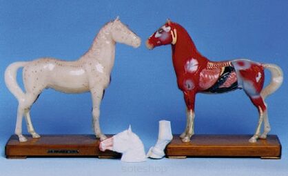 Model zwierząt - koń (26x23x7cm)