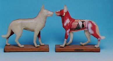 Model zwierząt - pies (28x30x9cm)